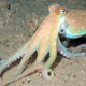 Image for article titled There May Be A Disease That Makes An Octopus Eat Its Own Arms